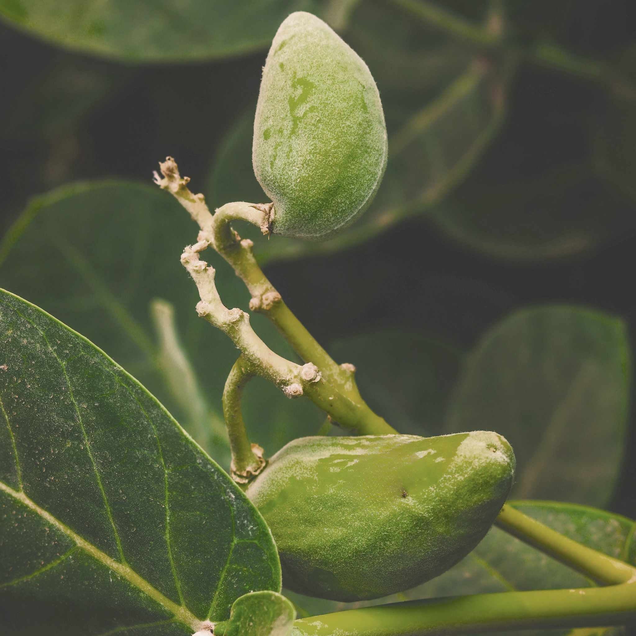 Sophic Protein Treatment