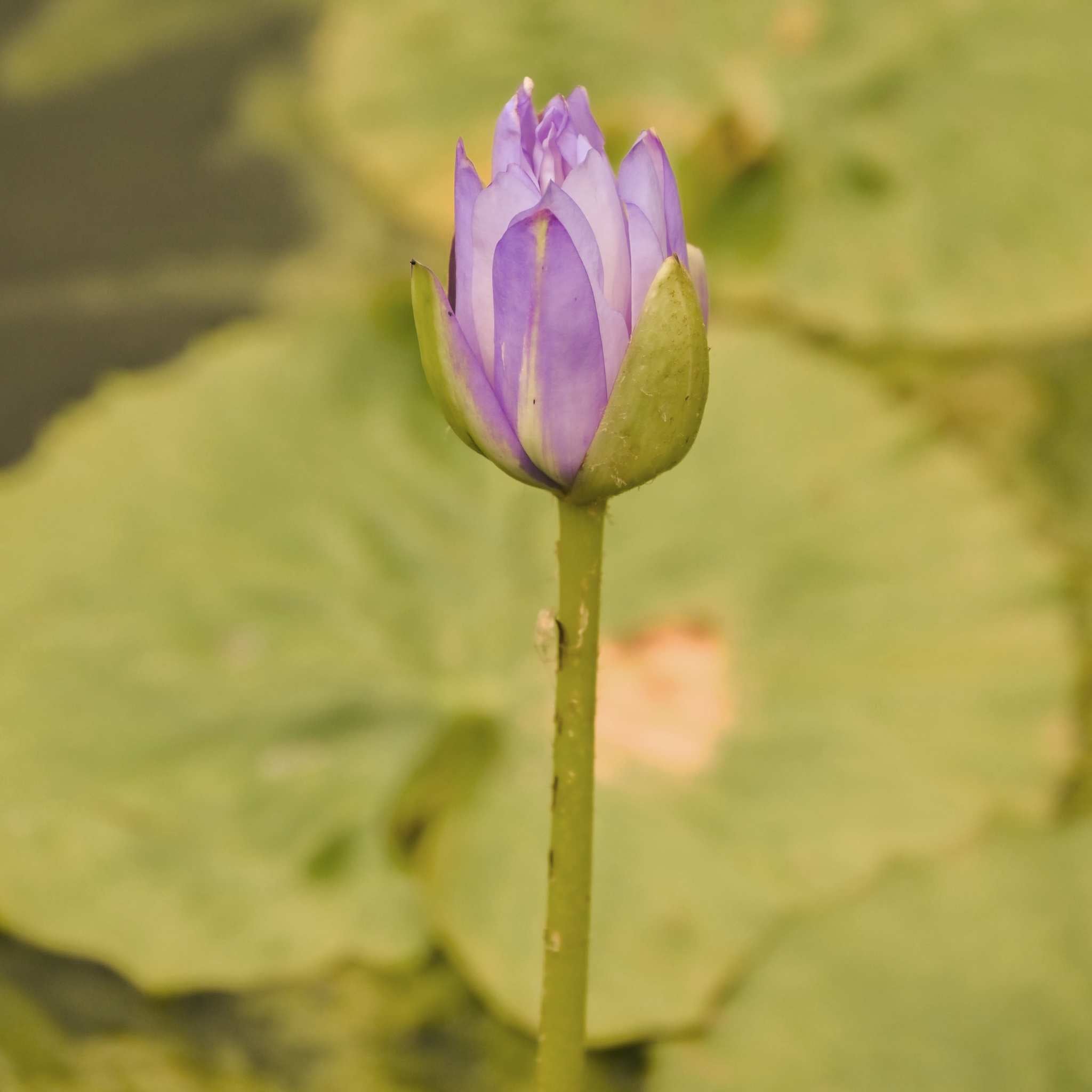 Mylk & Butter Co. Organic Blue Lotus Face Mist