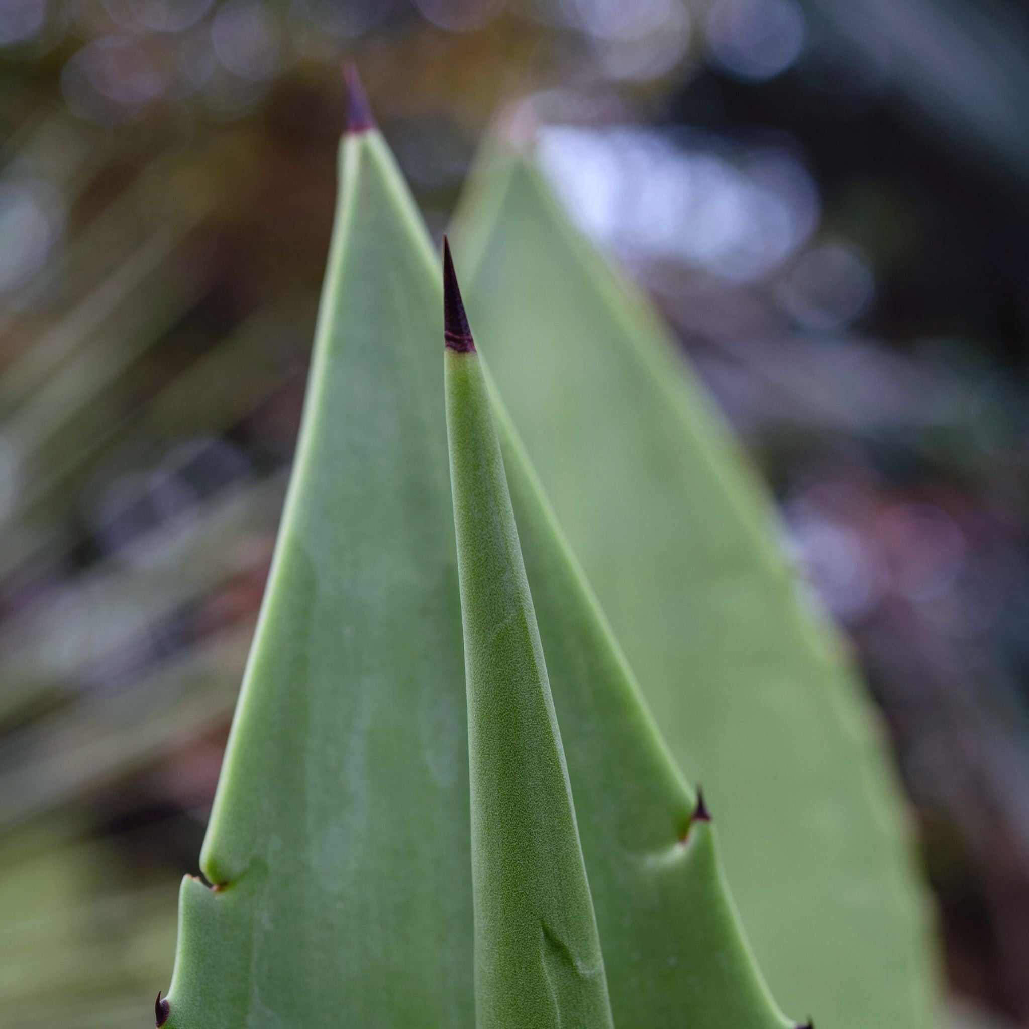 Sophic Curly Conditioner