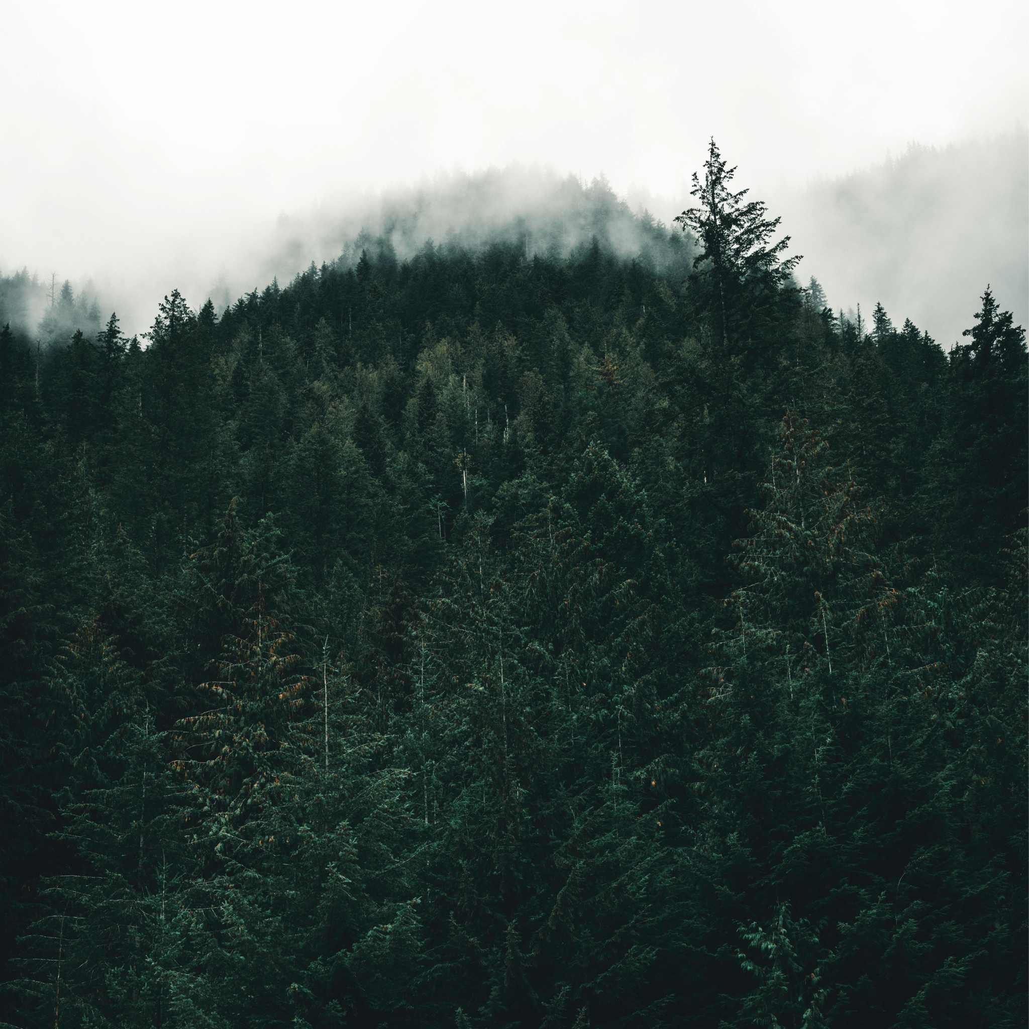 Sophic Moisture Cleanser